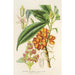 Aucuba himalaica - Charles Antoine Lemaire — artwork view