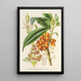 Aucuba himalaica - Charles Antoine Lemaire — framed artwork on a wall
