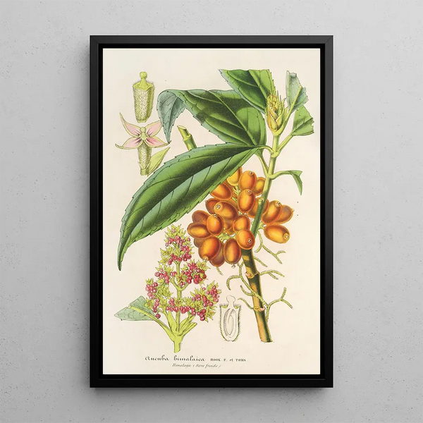 Aucuba himalaica - Charles Antoine Lemaire — framed artwork on a wall