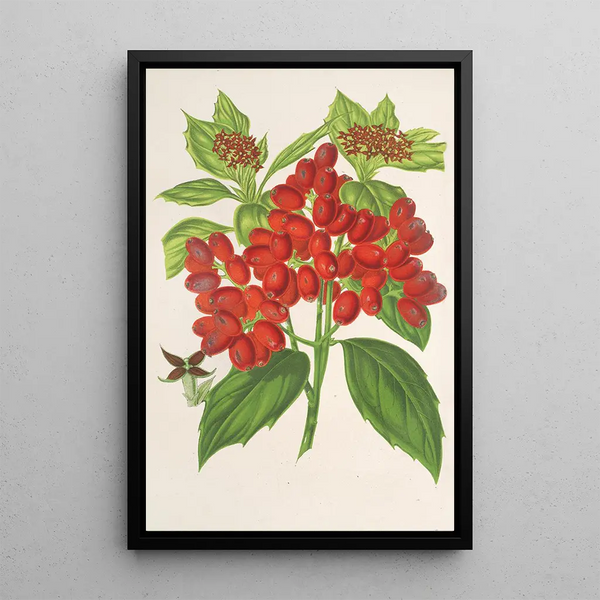Reproduction of the painting Aucuba japonica Thunb en fruits - Charles Antoine Lemaire