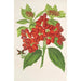Reproduction of the painting Aucuba japonica Thunb en fruits - Charles Antoine Lemaire