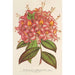 Azalée Bouquet de Flore Hort Versch - Charles Antoine Lemaire — artwork view