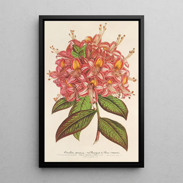 Azalée Bouquet de Flore Hort Versch - Charles Antoine Lemaire — framed artwork on a wall