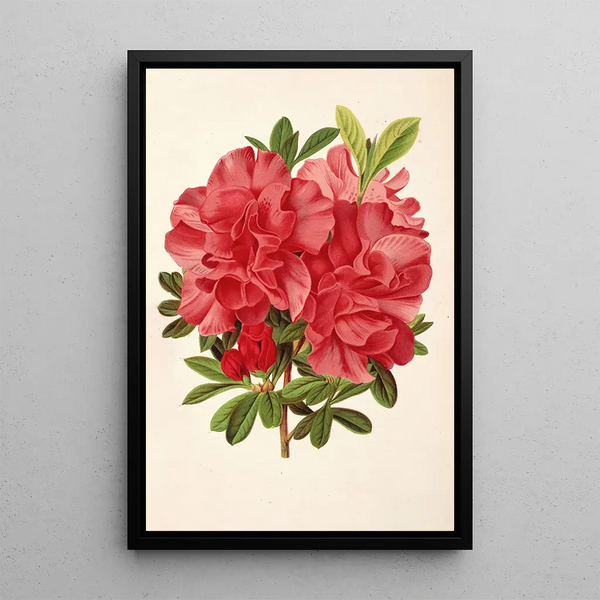 Azalée baron de Schickler - Charles Antoine Lemaire — framed artwork on a wall