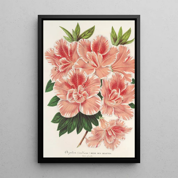 Azalea indica - Charles Antoine Lemaire — framed artwork on a wall