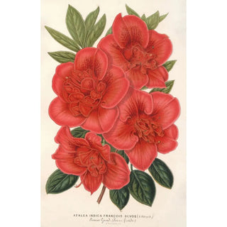 Charles Antoine Lemaire - Azalea indica Franois Devos hybride.webp