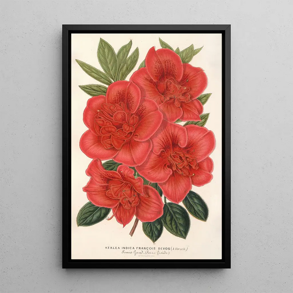 Azalée indica François Devos hybride - Charles Antoine Lemaire — framed artwork on a wall