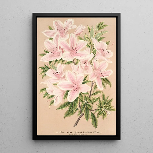 Azalée indica Grande Duchesse Hélène - Charles Antoine Lemaire — framed artwork on a wall