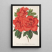 Azalée indica Grande Duchesse de Bade - Charles Antoine Lemaire — framed artwork on a wall