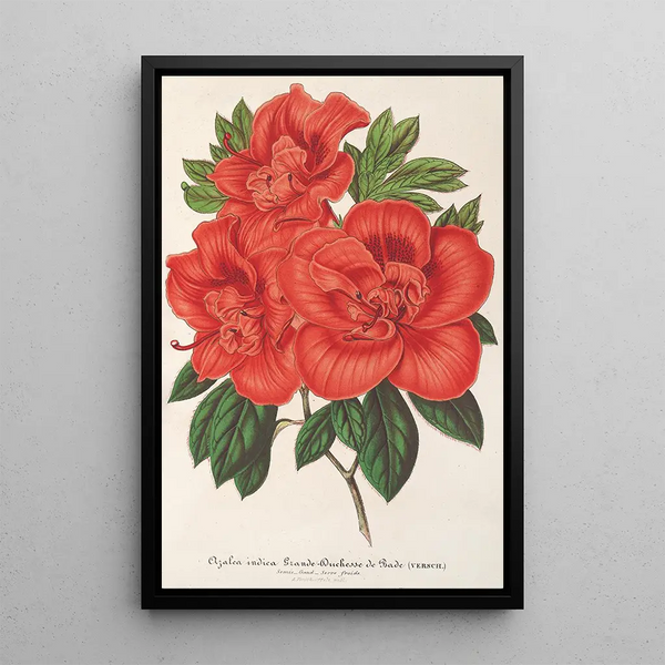 Azalée indica Grande Duchesse de Bade - Charles Antoine Lemaire — framed artwork on a wall