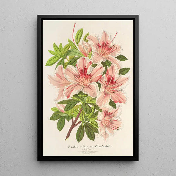 Azalée indica hybrida Charles Enke - Charles Antoine Lemaire — framed artwork on a wall