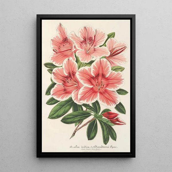 Reproduction of the painting Azalea indica hybrida Dieudonné Spae - Charles Antoine Lemaire