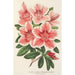 Reproduction of the painting Azalea indica hybrida Dieudonné Spae - Charles Antoine Lemaire