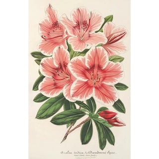 Charles Antoine Lemaire - Azalea indica hybrida Dieudonn Spae.webp