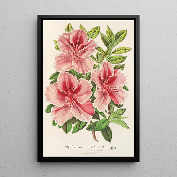 Reproduction of the painting Azalea indica hybrida Madame Verschaffelt - Charles Antoine Lemaire