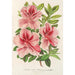 Reproduction of the painting Azalea indica hybrida Madame Verschaffelt - Charles Antoine Lemaire