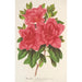 Azalea indica hybrida Madame Wagner - Charles Antoine Lemaire — artwork view