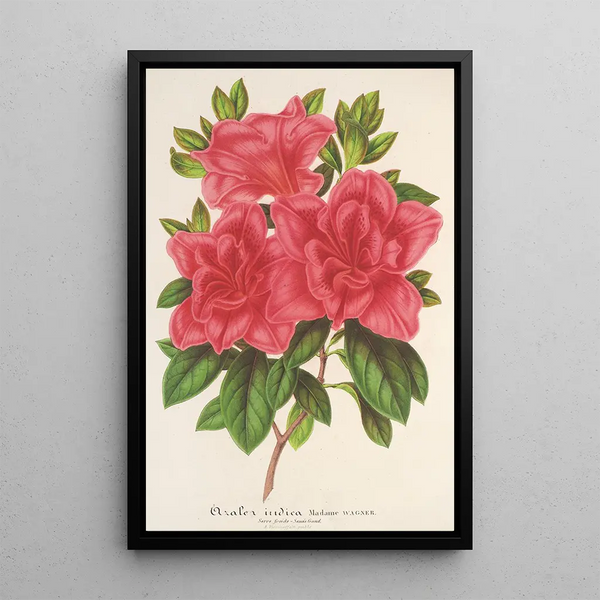 Azalea indica hybrida Madame Wagner - Charles Antoine Lemaire — framed artwork on a wall