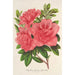 Azalea indica hybrida William Bull - Charles Antoine Lemaire — artwork view