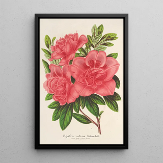 Charles Antoine Lemaire - Azalea indica hybrida William Bull.webp