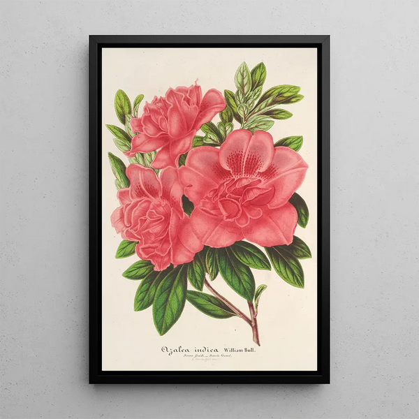 Azalea indica hybrida William Bull - Charles Antoine Lemaire — framed artwork on a wall