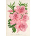 Azalea indica hybrida gigantiflora - Charles Antoine Lemaire — artwork view