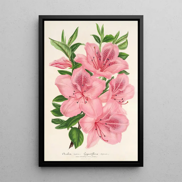 Azalea indica hybrida gigantiflora - Charles Antoine Lemaire — framed artwork on a wall