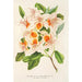 Azalea magnifica - Charles Antoine Lemaire — artwork view