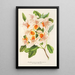 Azalea magnifica - Charles Antoine Lemaire — framed artwork on a wall