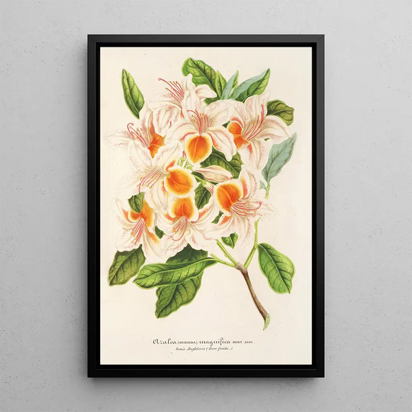 Azalea magnifica - Charles Antoine Lemaire — framed artwork on a wall