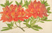 Azalea mollis Painting - Charles Antoine Lemaire — artwork view