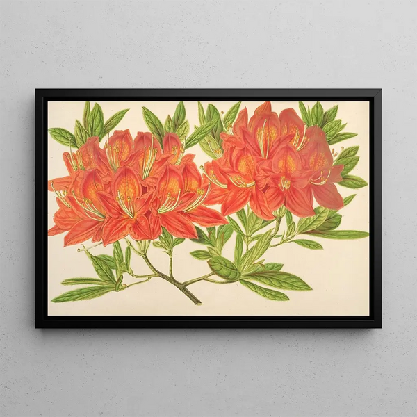 Azalea mollis Painting - Charles Antoine Lemaire — framed artwork on a wall