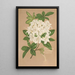 Reproduction of the painting Azalea sinensis var Albiflora - Charles Antoine Lemaire