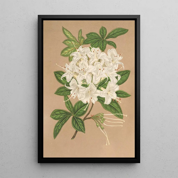 Reproduction of the painting Azalea sinensis var Albiflora - Charles Antoine Lemaire
