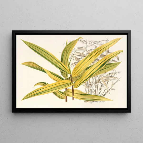 Bambusa viridistriata - Charles Antoine Lemaire — framed artwork on a wall