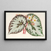 Begonia Charles Wagner - Charles Antoine Lemaire — framed artwork on a wall