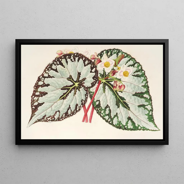Begonia Charles Wagner - Charles Antoine Lemaire — framed artwork on a wall
