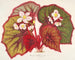 Begonia leopoldi - Charles Antoine Lemaire — artwork view