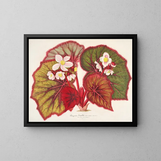 Begonia leopoldi - Charles Antoine Lemaire — framed artwork on a wall
