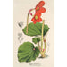Begonia Veitchii - Charles Antoine Lemaire — artwork view