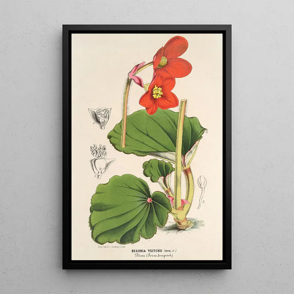 Begonia Veitchii - Charles Antoine Lemaire — framed artwork on a wall