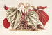 Begonia eximia - Charles Antoine Lemaire — artwork view