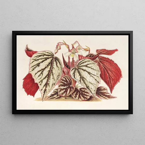Begonia eximia - Charles Antoine Lemaire — framed artwork on a wall