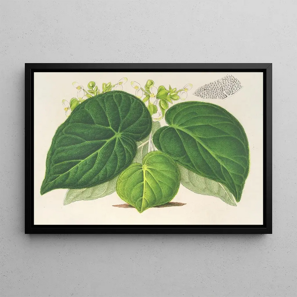 Begonia imperialis var. smaragdina - Charles Antoine Lemaire — framed artwork on a wall