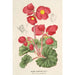 Begonia rosiflora - Charles Antoine Lemaire — artwork view