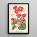 Begonia rosiflora - Charles Antoine Lemaire — framed artwork on a wall