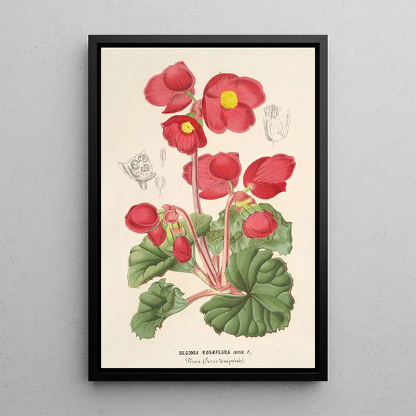 Begonia rosiflora - Charles Antoine Lemaire — framed artwork on a wall