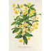 Berberis Hookerii - Charles Antoine Lemaire — artwork view
