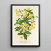 Berberis Hookerii - Charles Antoine Lemaire — framed artwork on a wall