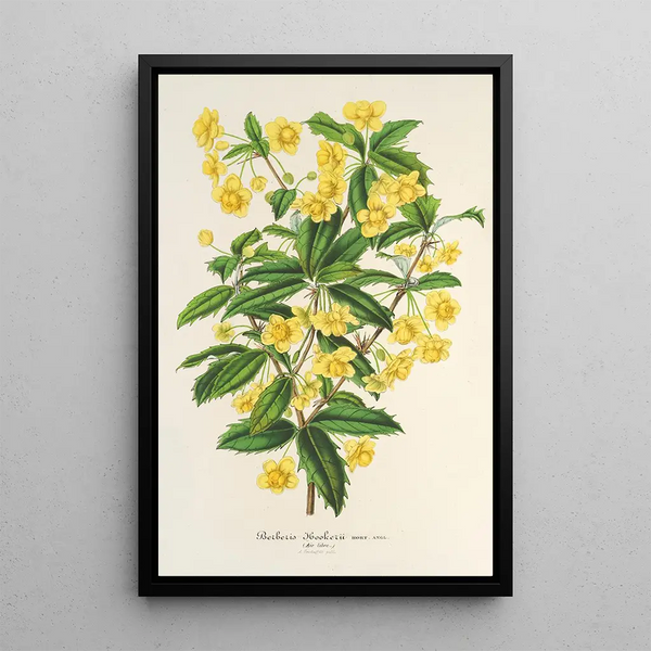 Berberis Hookerii - Charles Antoine Lemaire — framed artwork on a wall